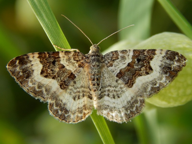 Epirrhoe alternata?